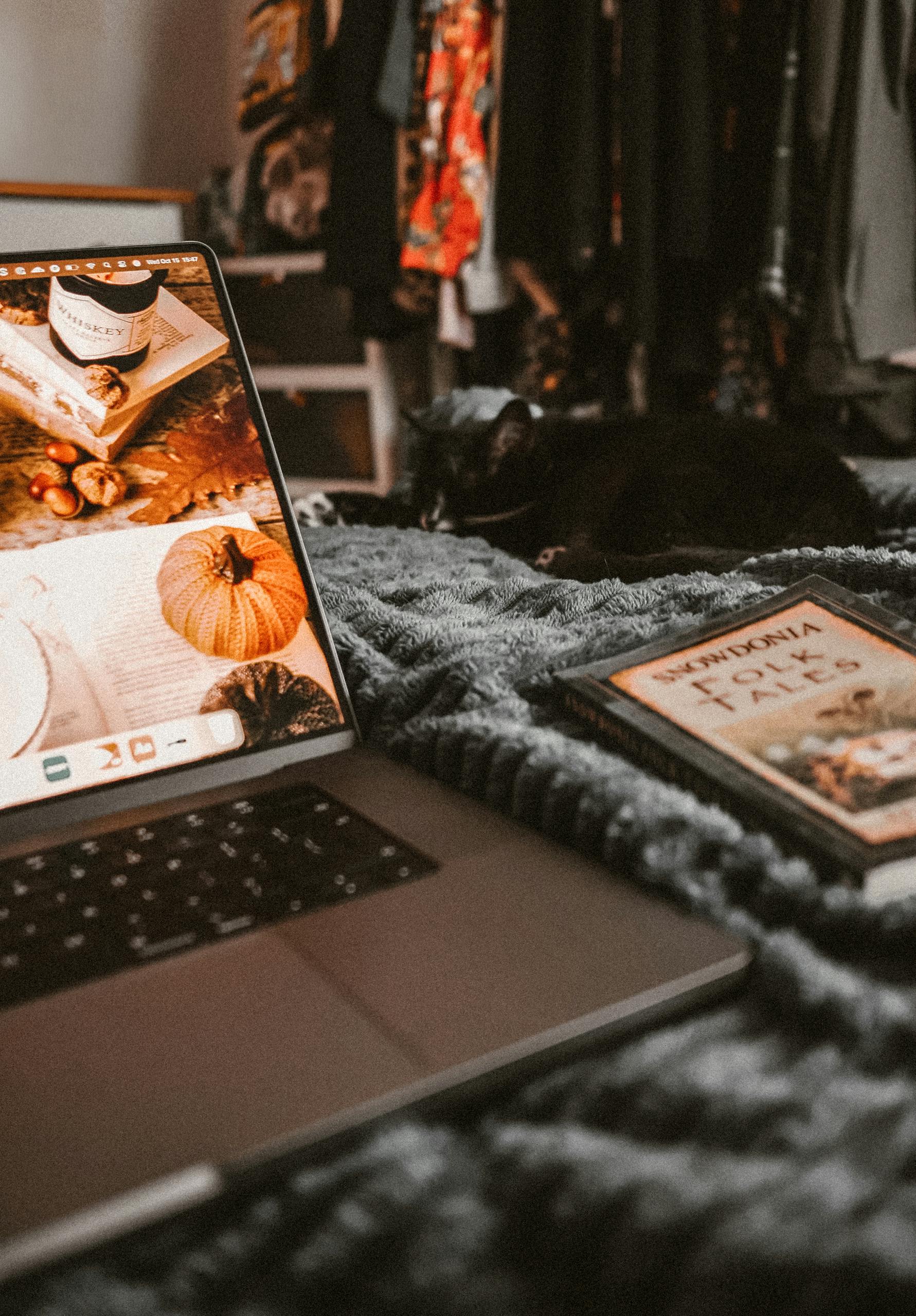 Free stock photo of cat, cozy